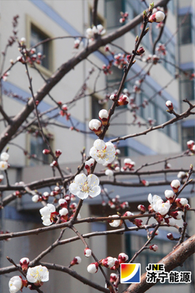 花枝俏