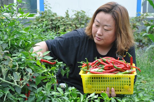 花园煤矿“绿色菜园”喜获丰收